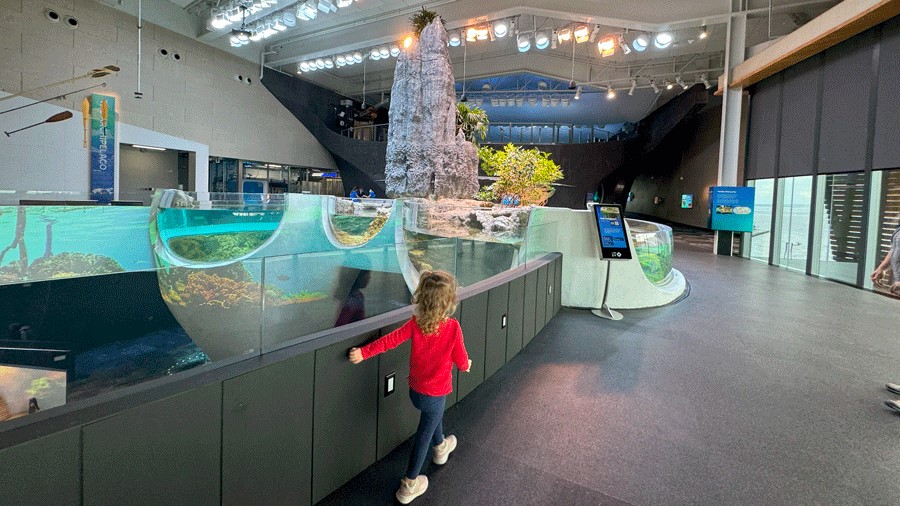 Young girl walks to The Archipelago, an exhibit at Seattle Aquarium's new Ocean Pavilion