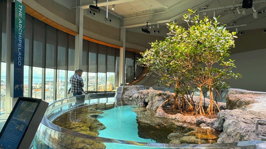 Families get up close to view a mangrove forest in The Archipelago, an exhibit at the Seattle Aquarium Ocean Pavilion