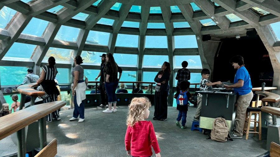 the Underwater Dome at Seattle Aquarium