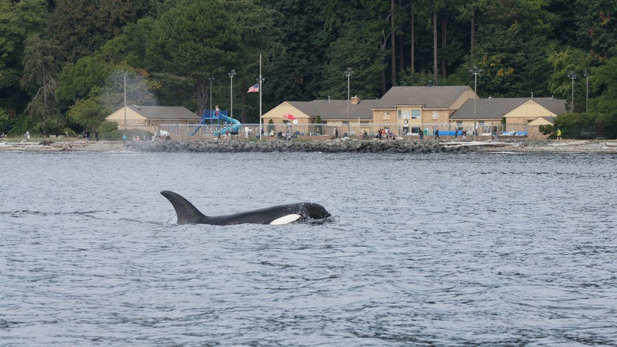 an orca whale swims in the water near Colman Pool in West Seattle