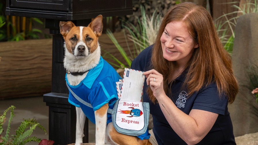 Rocket the rescue dog, starring in Wild Wonders Outdoor Theater's new show at Point Defiance Zoo