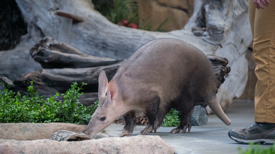 Tilli the Aardvark exploring the stage during Wild Wonders new show