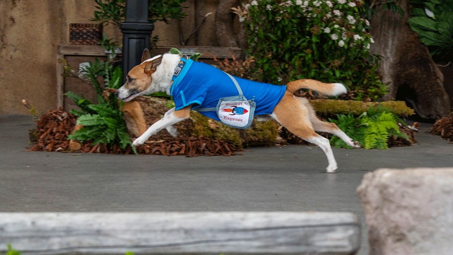 Rocket speeding across the stage during a performance of Zoo's Got Mail