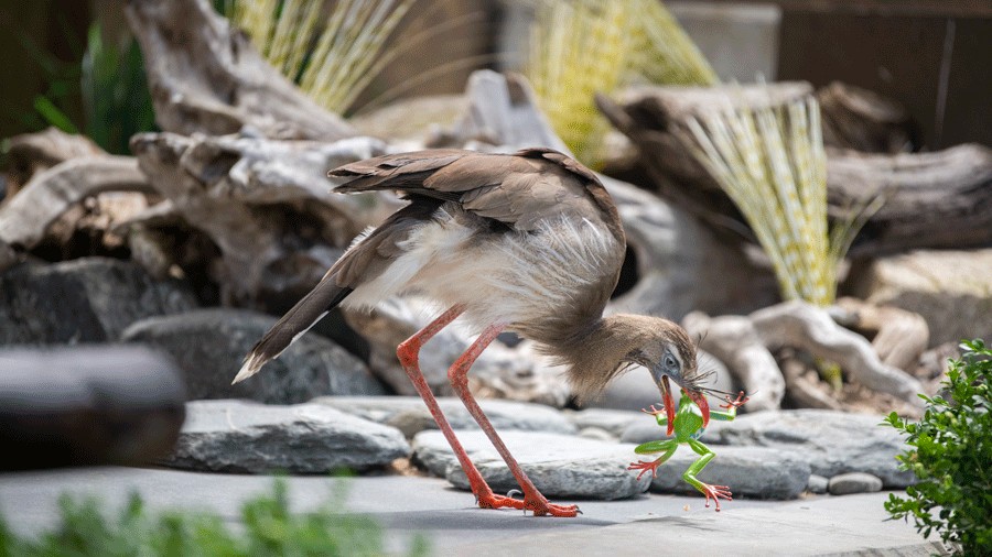 Twiggy a red-legged bird throwing a frog toy on stage during a live animal show at Point Defiance Zoo & Aquarium