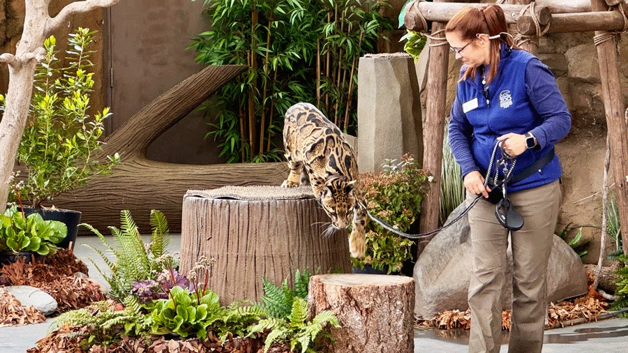 Banyan the clouded leopard on stage at Point Defiance Zoo