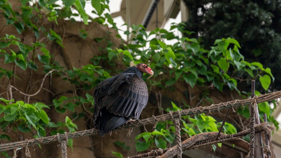 Ruby the turkey vulture sitting on a branch on stage during a live performance at Point Defiance Zoo & Aquarium