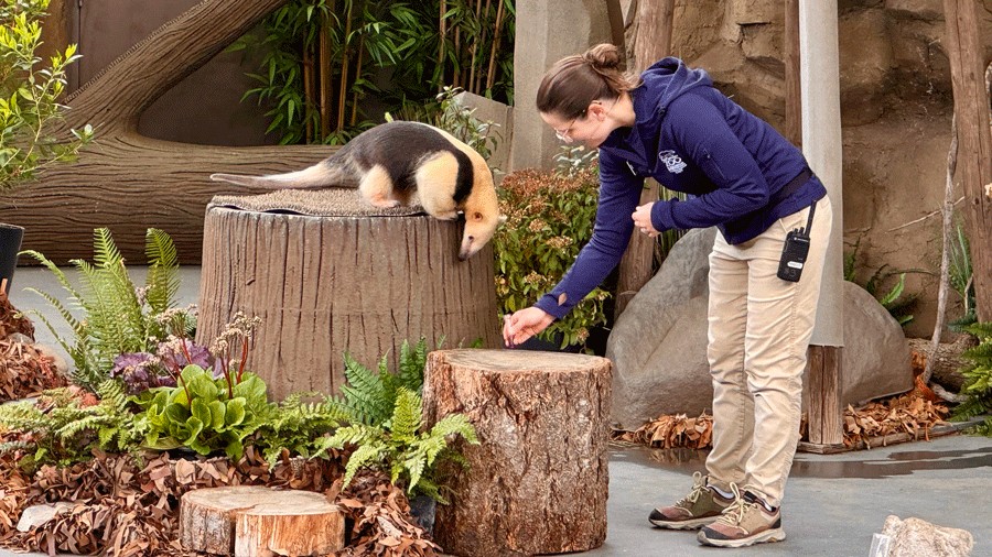 gonzo a southern tamandua walking on a tree trunk during Wild Wonders Outdoor Theater show