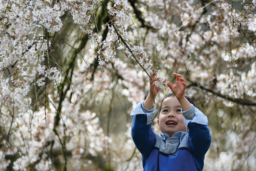 9 Tips for Great Family Photos Among the Cherry Blossoms