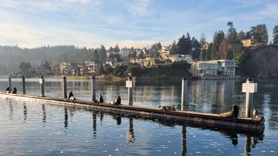 Ballard-Sea-Lions