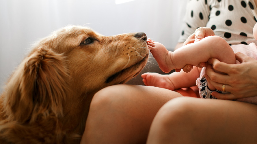 Preparing Your Pet for a New Baby