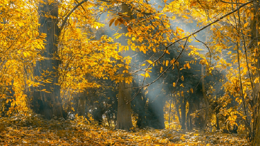 Fall Color Walks for Families Around the South Sound