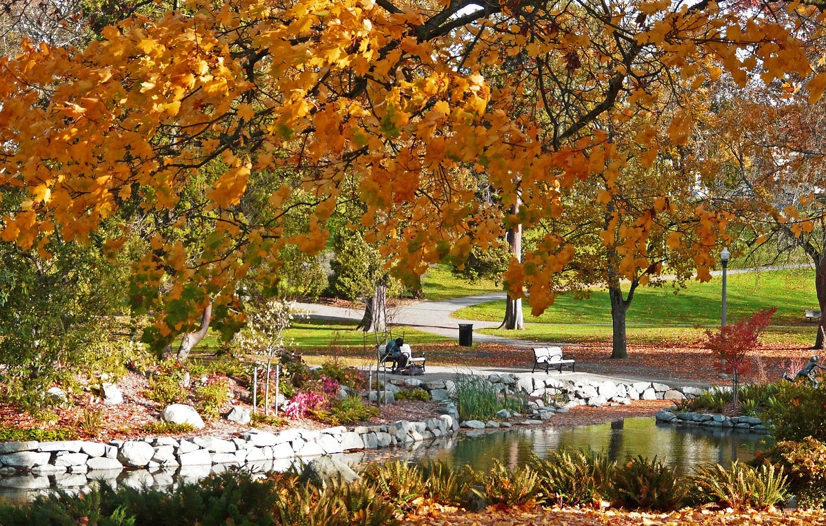 fall leaves in Tacoma's Wright Park best fall hikes south sound kids and families