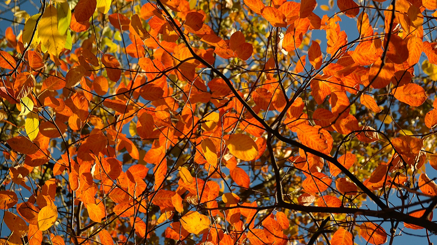 fall foliage orange leaves best fall hikes for kids families tacoma puyallup south puget sound