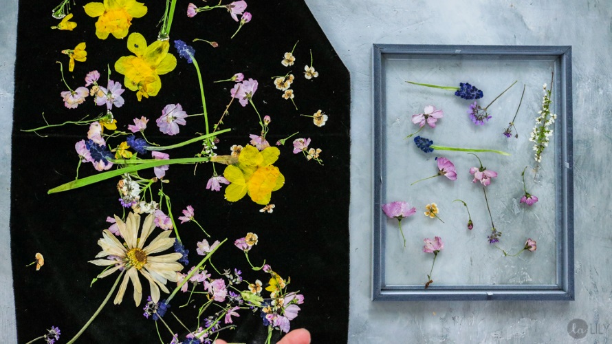 Pressed Flowers