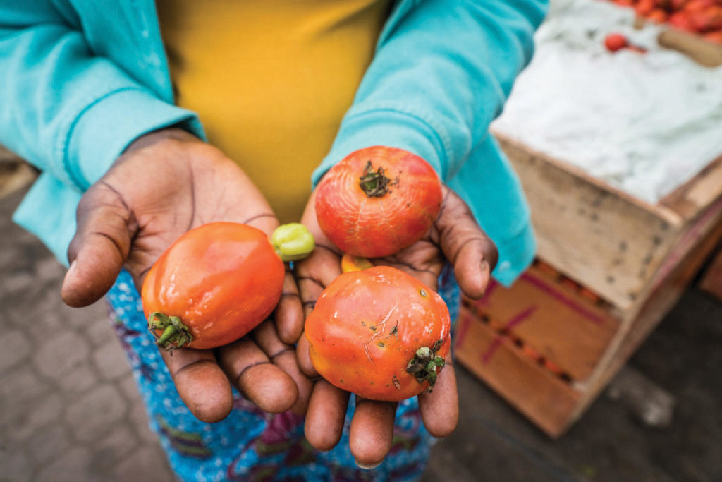  Hands holding freshly picked fruit