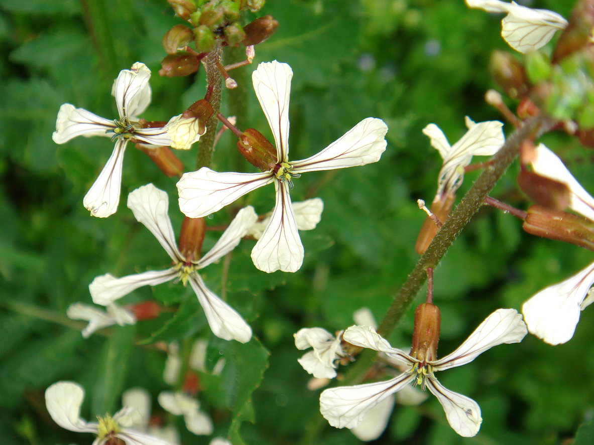 Close-up photo of eruca vesicaria, flowers of the arugula plant