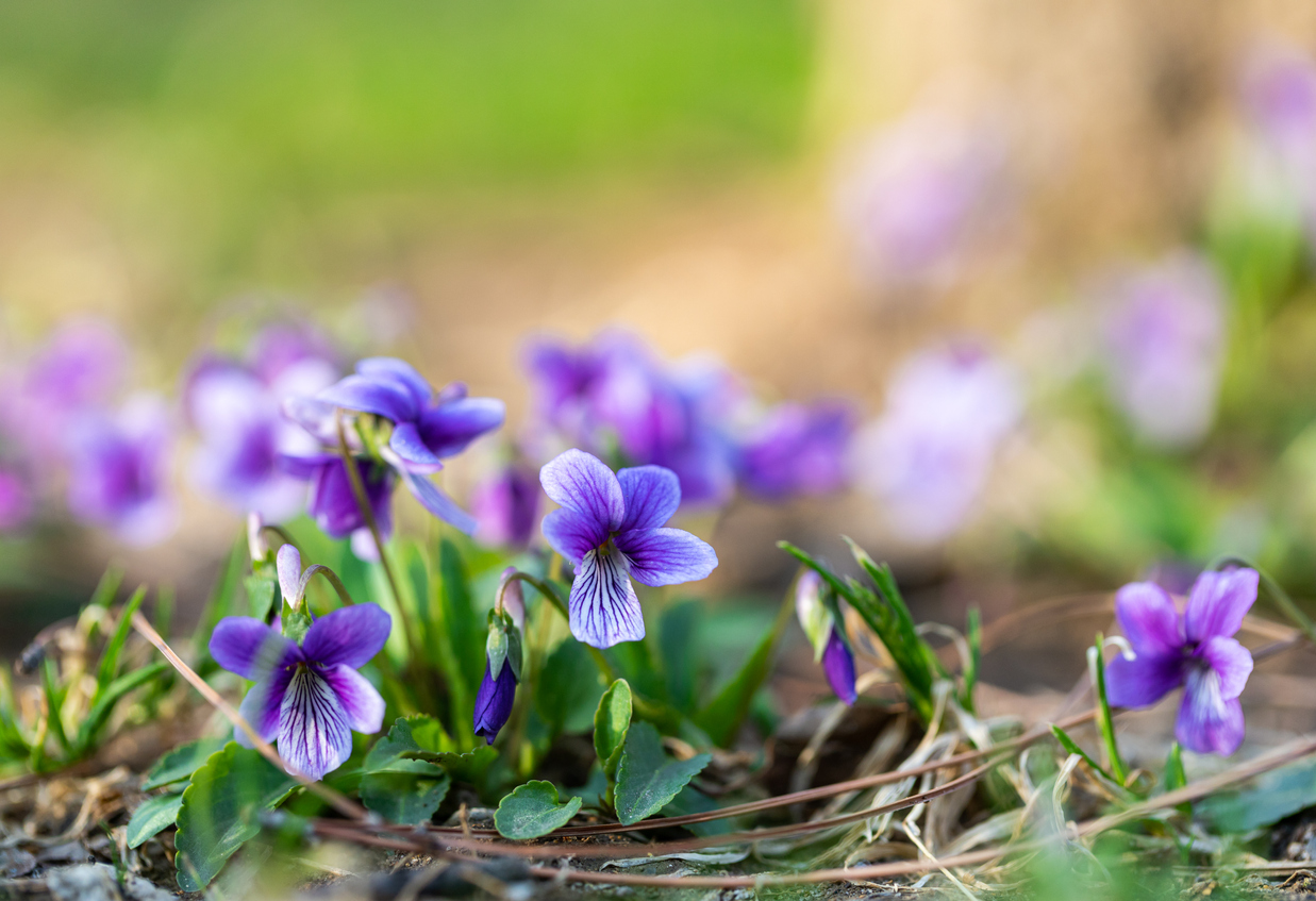 Close-up photo of violas