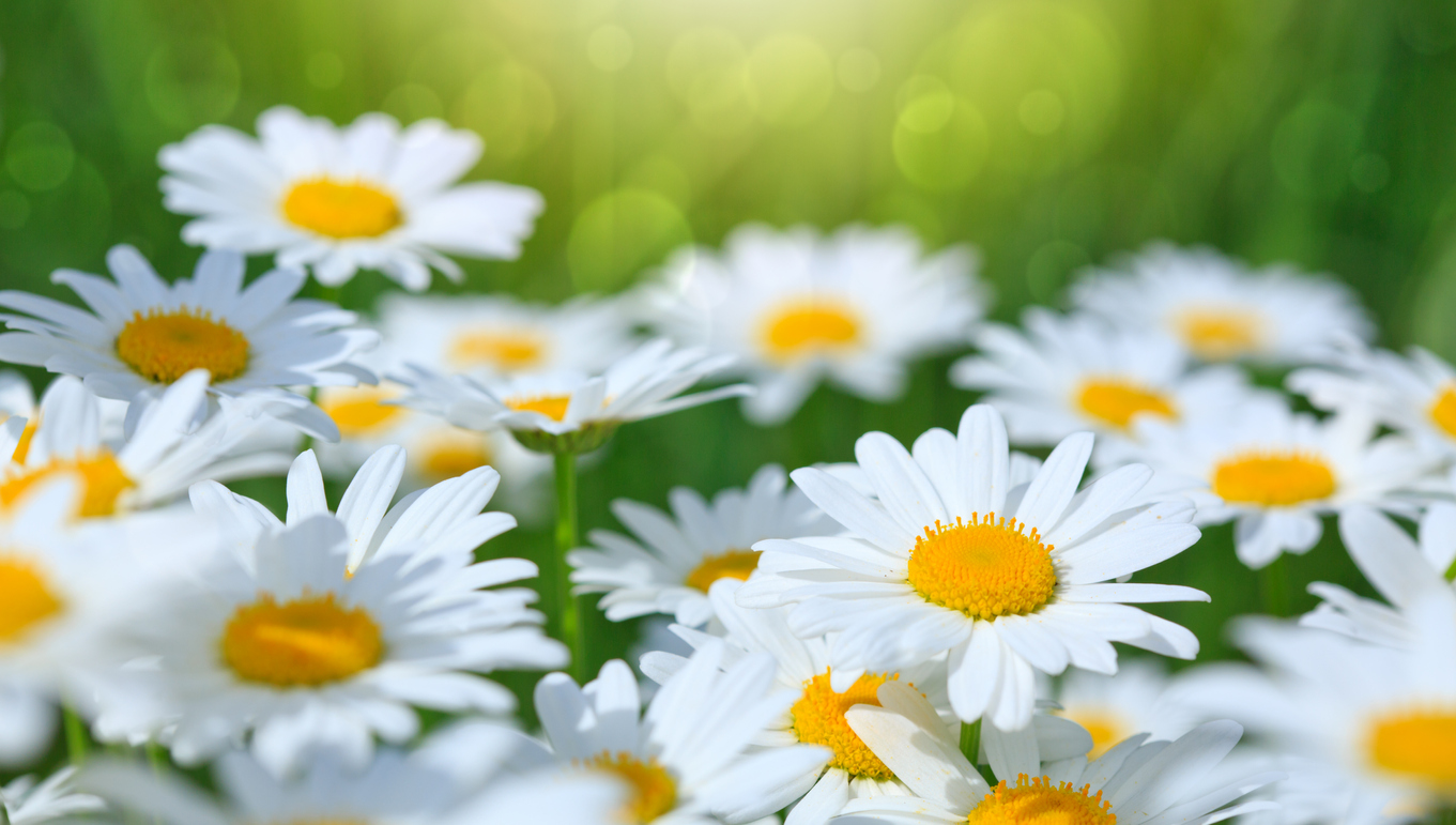Close-up of a field of daisies