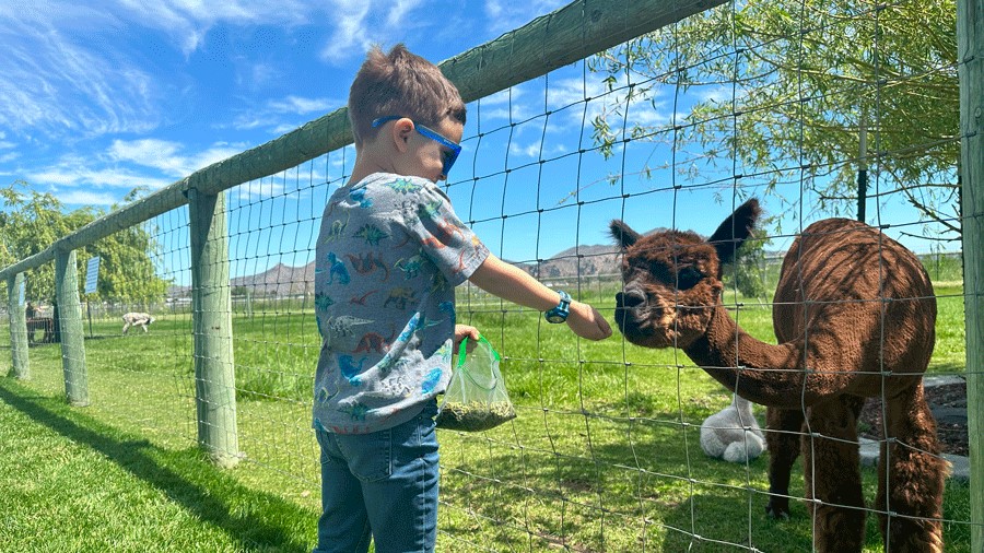 Young child feeding an alpaca near Sunriver, Oregon