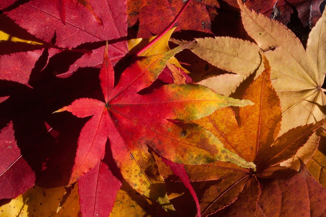 Colorful red and gold fall leaves on the ground press leaves for a fall nature craft with kids