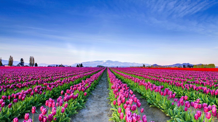 blooming fields of tulips at Roozengarde