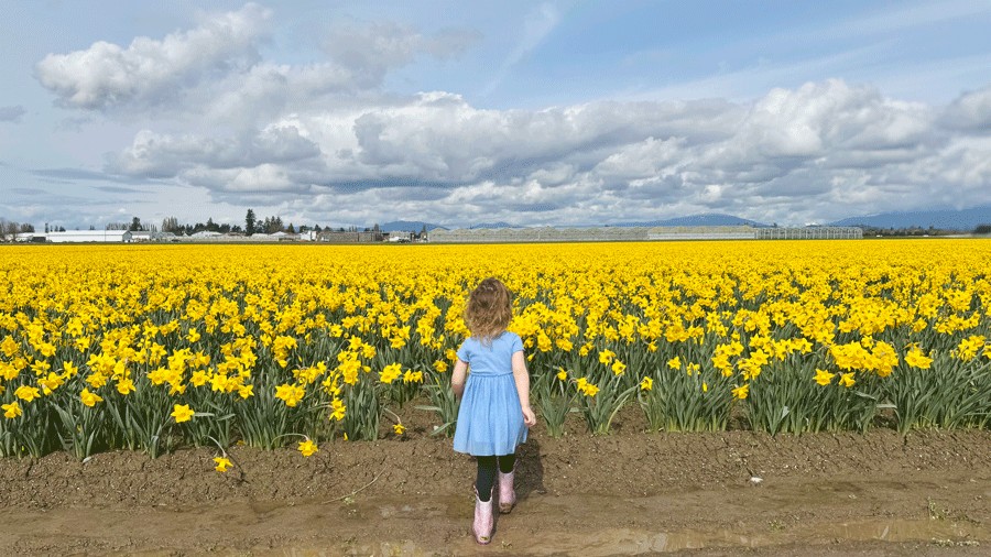 girl walking in a field of daffodils blooming ahead of the Skagit Valley Tulip Festival