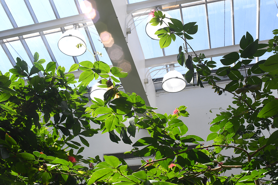 Pacific Science Center’s tropical butterfly house, a family favorite exhibit at the reopened science center