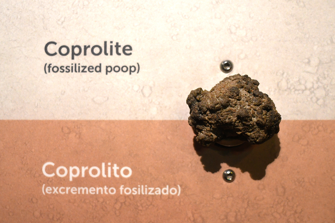 Close-up view of popular fossilized dinosaur poop at Pacific Science Center in Seattle