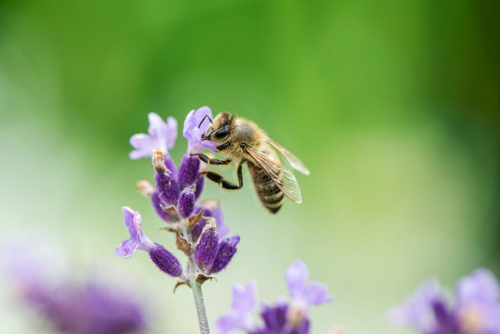 5 Ways to ‘Bee’ a Pollinator Pal