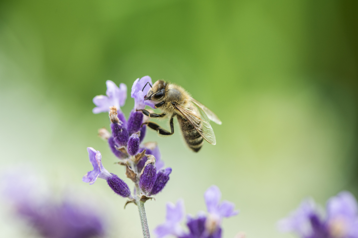 closeup of a bee on a lavender flower