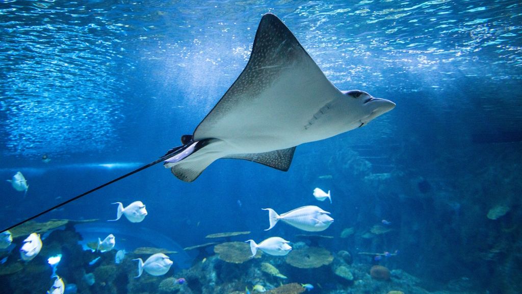 New Ocean Pavilion Inspires Awe, Hope and Action for Families