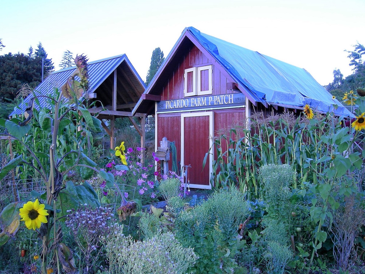 picardo farm shed first p-patch in seattle best gardens for kids and families