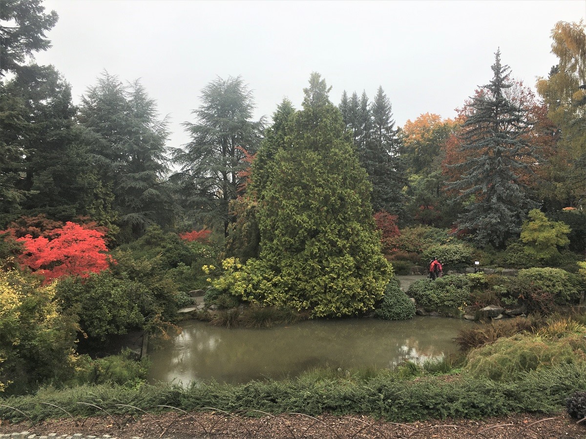 kubota garden in fall on a rainy seattle day