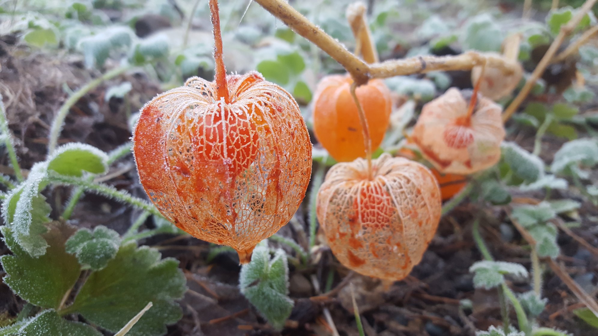 Spot Chinese lantern plants (Physalis alkekengi) at Lakewold Garden during fall