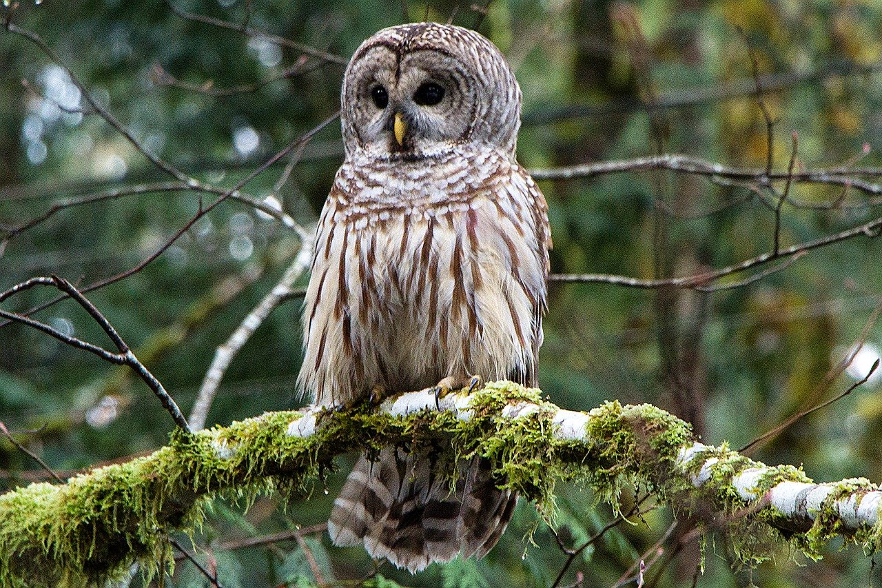 View of barred owl sitting on a tree branch with moss and lichen