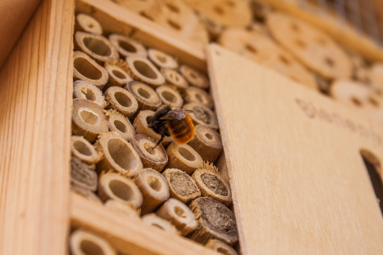 closeup of a bee in a wild bee house