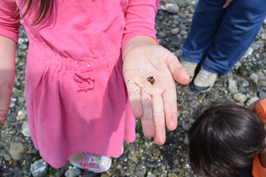 kid holding a beach bug at carkeek park