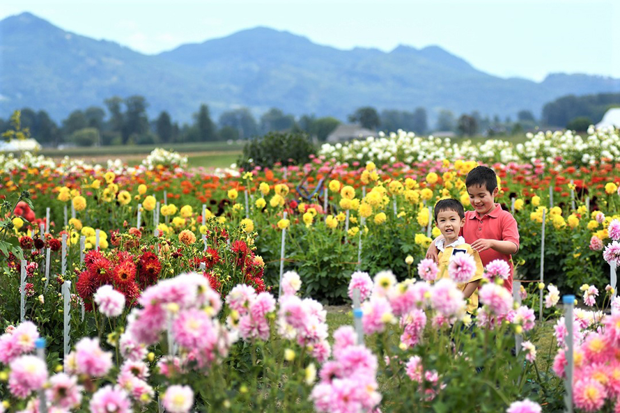 two brothers standing in a field of dahlias in Roozengaarde Mount Vernon