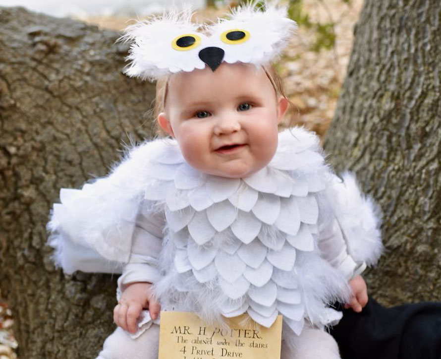 baby owl