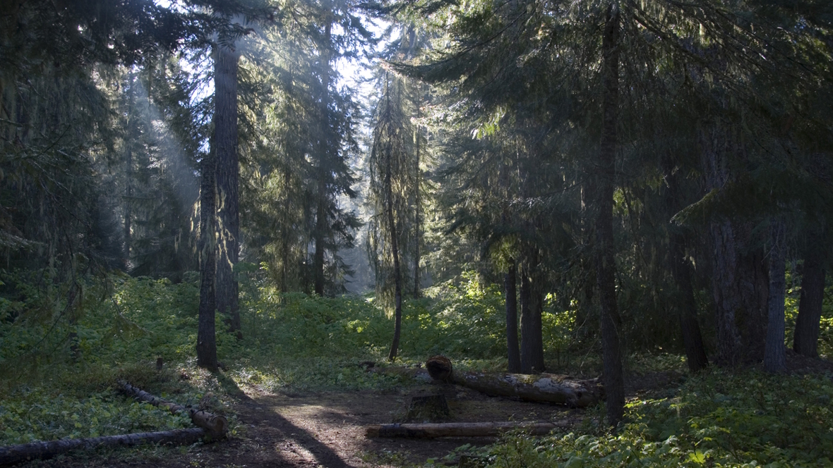 Okanogan-Wenatchee National Forest