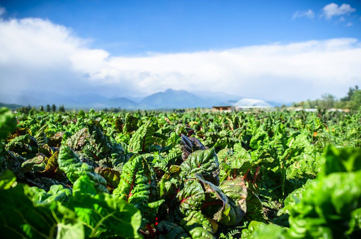 produce greens growing at River Run Farm in Sequim CSAs serving Seattle area families