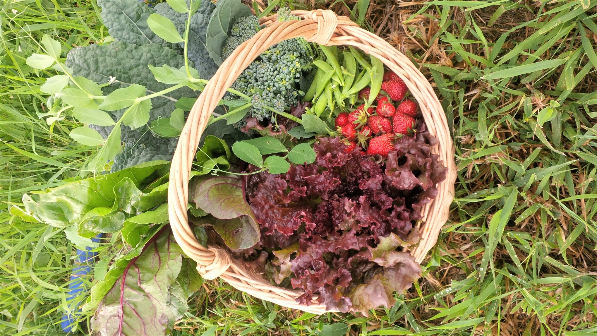 produce from first light farm seattle area csas farms u-pick veggies produce berries