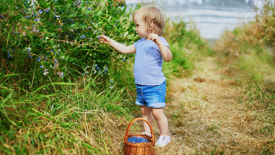 young child picking blueberries at a seattle-area farm open now for the season