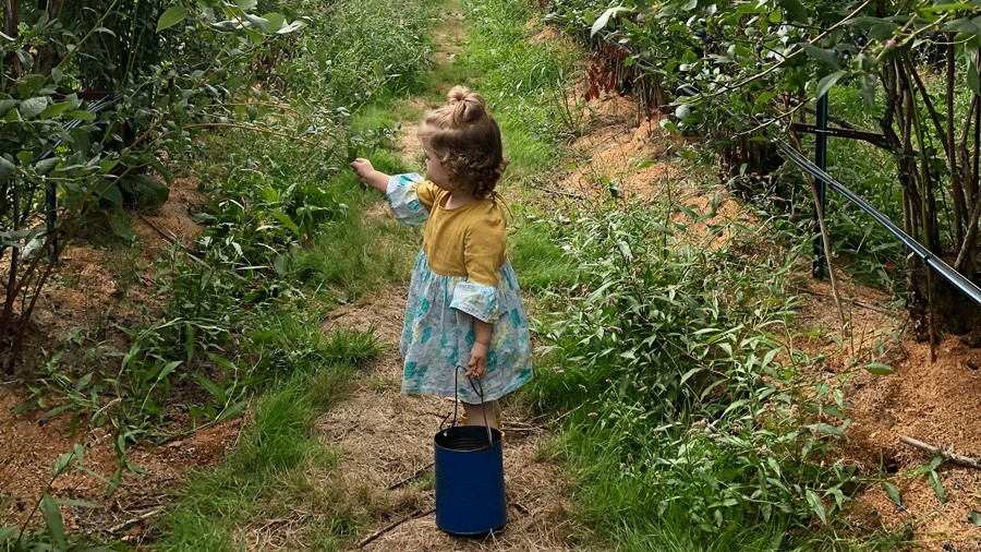 young girl picking blueberries at Mountainview Blueberry Farm in Snohomish