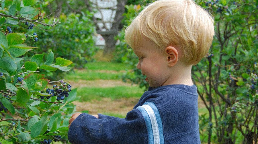 young boy picking blueberries at a farm near Seattle