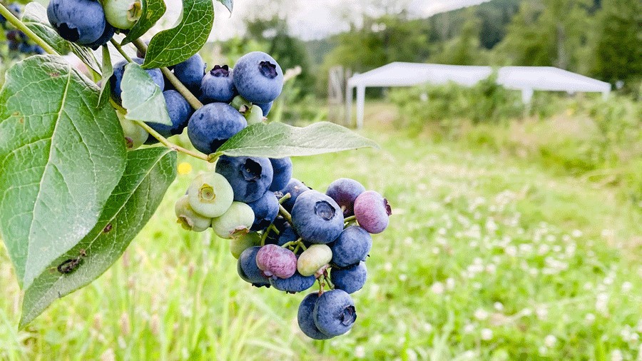 blueberries ripening at Fable Farm, a local farm for blueberry picking in Fall City