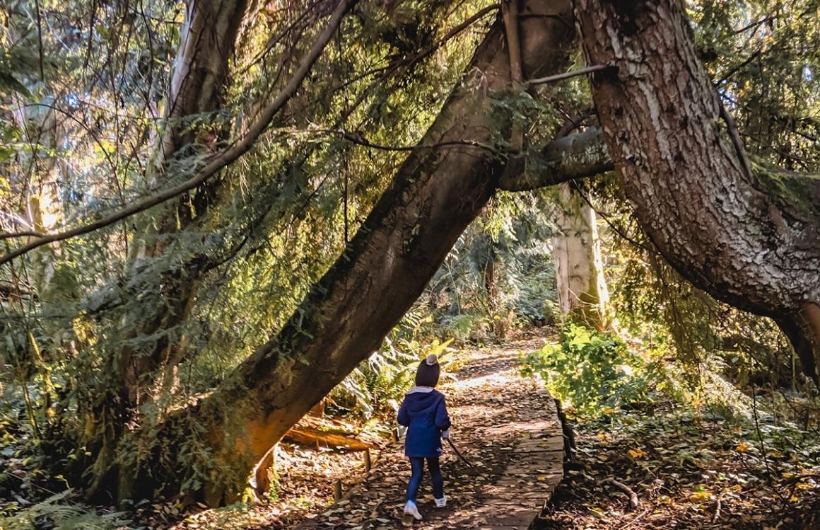 Child hiking on a boardwalk under a tree at Discovery Park’s Wolf Tree Nature Trail big parks to play in around Seattle