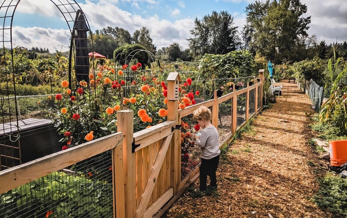 boy looking at flowers at the community garden at Redmond’s Marymoor Park