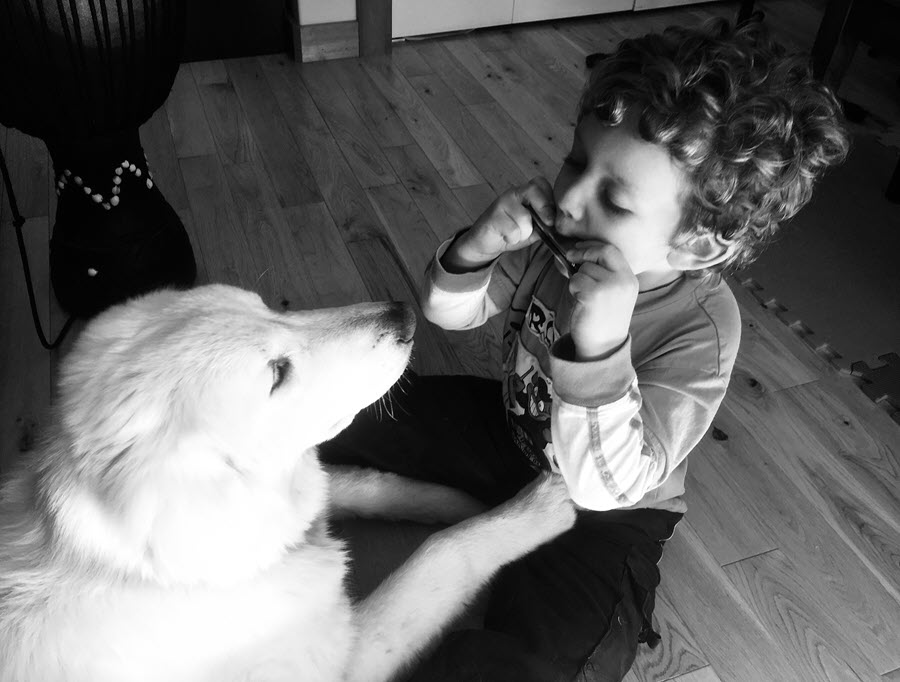A young boy plays a harmonica for his dog
