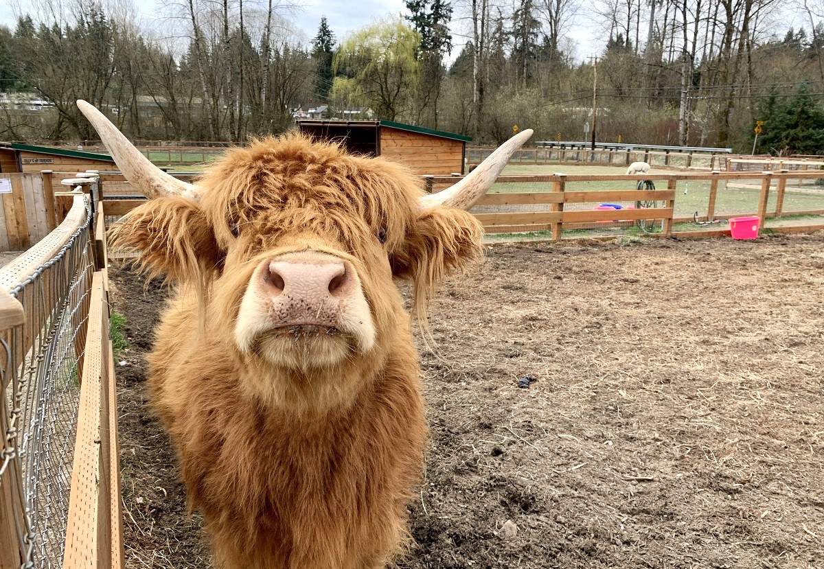 Frilly the cow is a resident at Sammamish Animal Sanctuary a fun animal outing for kids and families near Seattle